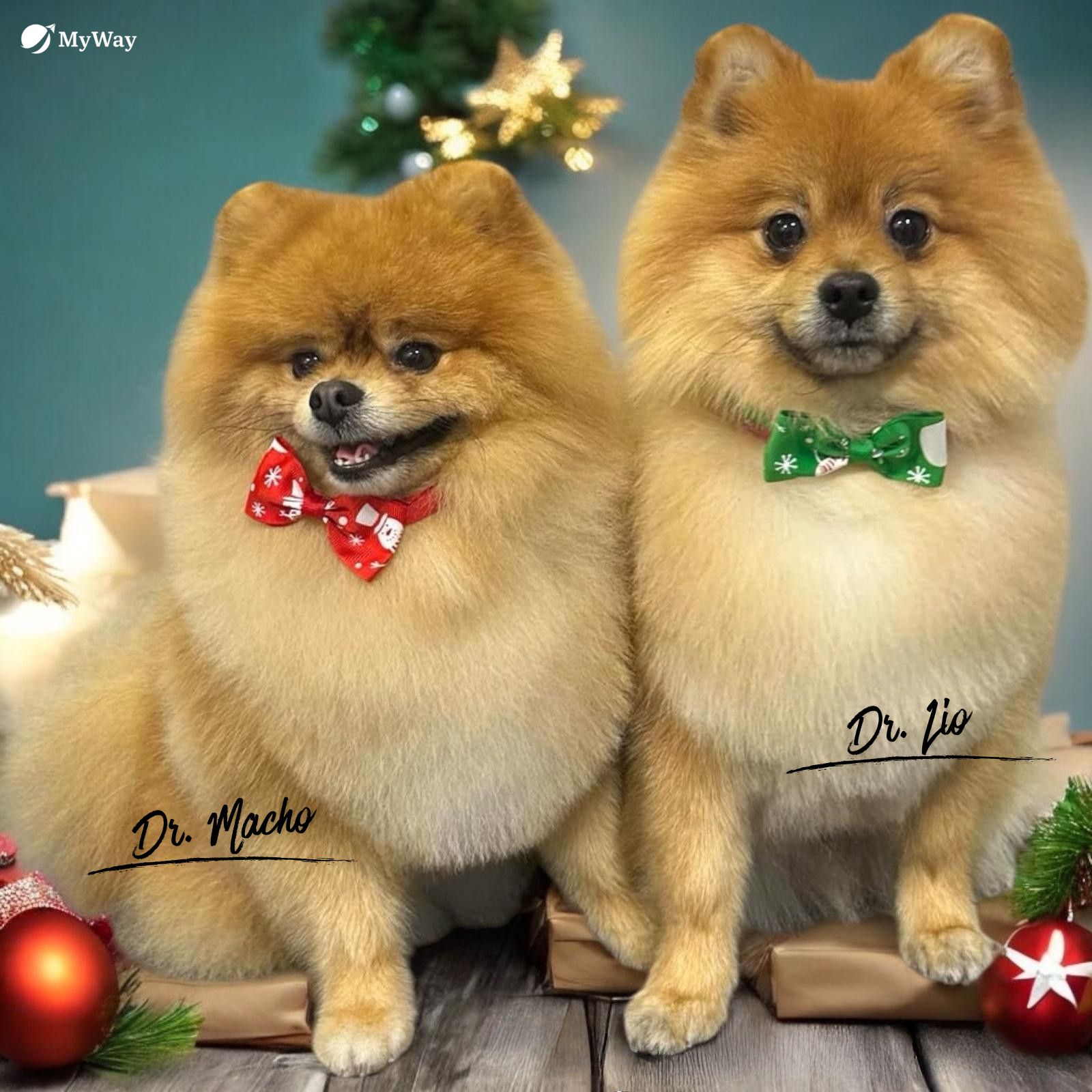 Nasi czworonożni przyjaciele